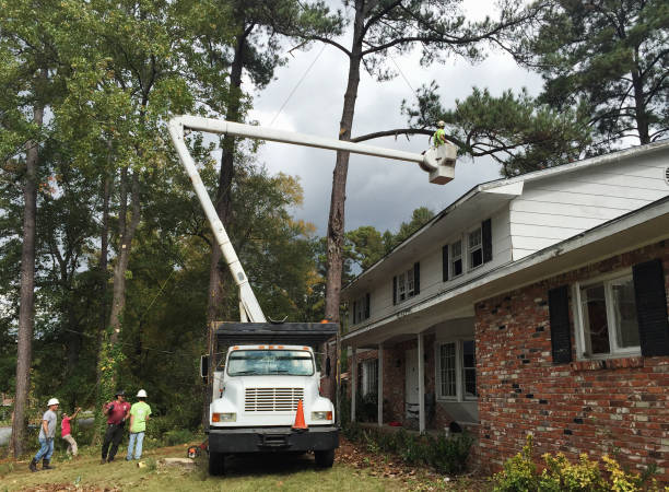 Best Utility Line Clearance  in Riviera Beach, FL