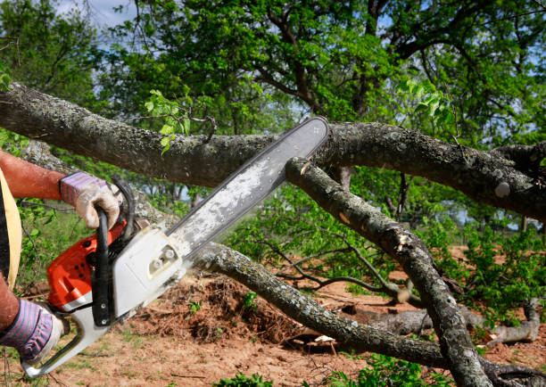 Best Arborist Consultation Services  in Riviera Beach, FL